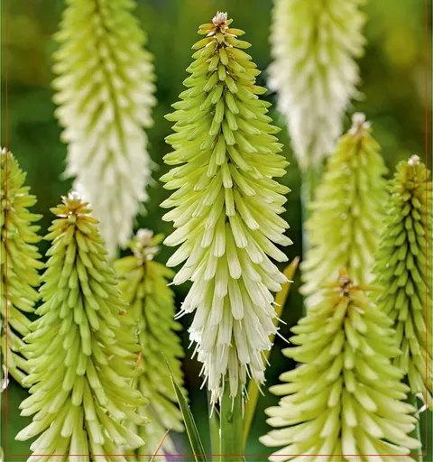 Trytoma (Kniphofia) Ice Queen 1szt.