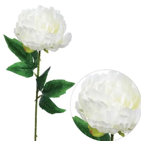 Peonia pojedyncza, wys. 57 cm, biała