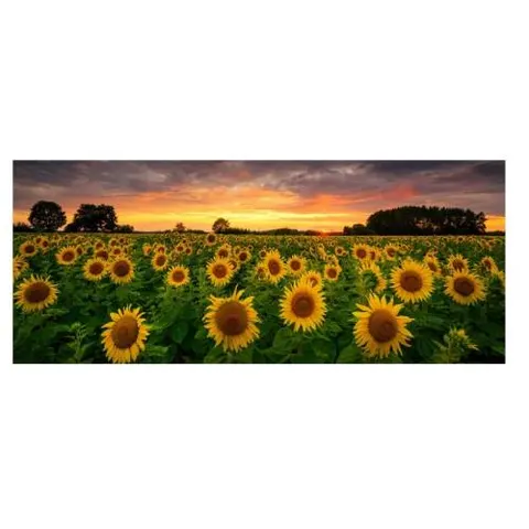 Obraz na szkle Styler Glasspik Sunflowers GL545 50 × 125 cm