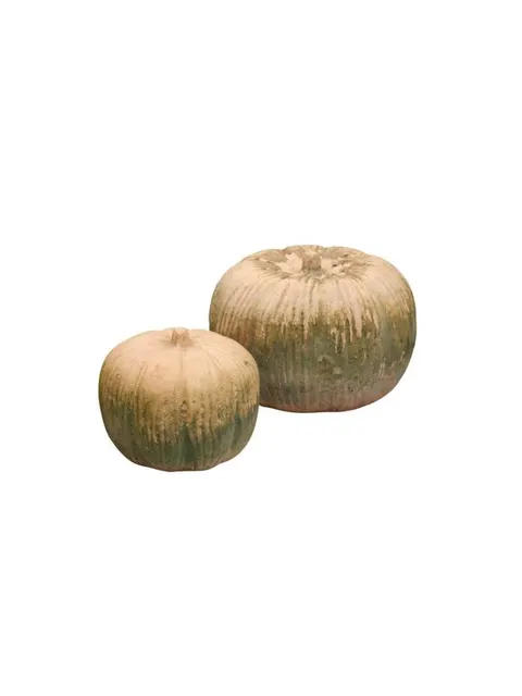 Dynia Paprika-Patina - fi20 B Green