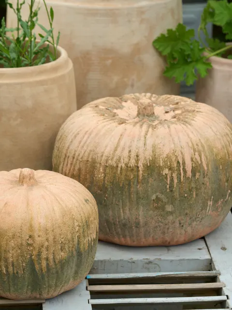 Dynia Paprika-Patina - fi28 B Green
