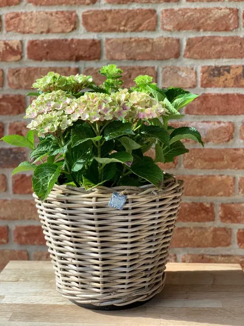 Donica rattanowa szara okrągła DRYPOT fi 36cm x 28cm