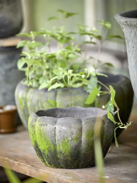 Donica Gertrud - Choko Patina fi 19 B Green