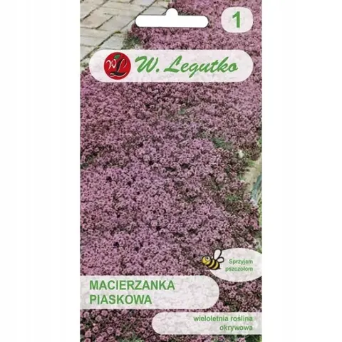 Macierzanka piaskowa – różowa, roślina okrywowa miododajna – Nasiona Legutko