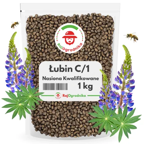 Łubin na poplon wąskolistny słodki C/1 nasiona 1kg