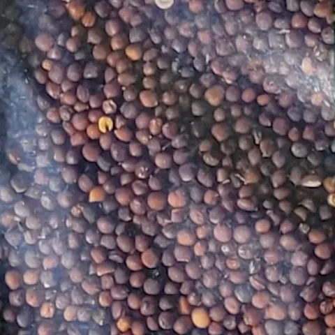 Rzepa Pastewna na poplon C/1 nasiona 100g - FN Granum