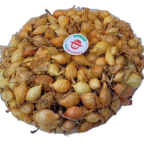 Cebula Dymka ŻÓŁTA Senshyu Yellow Ozima 500g NL
