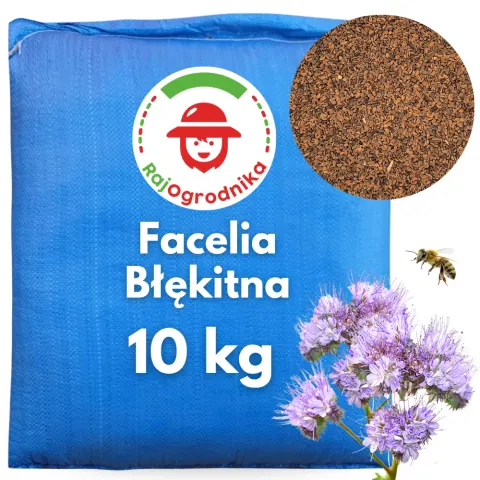 Facelia błękitna na poplon roślina miododajna pszczoły nasiona 10kg - REDUM