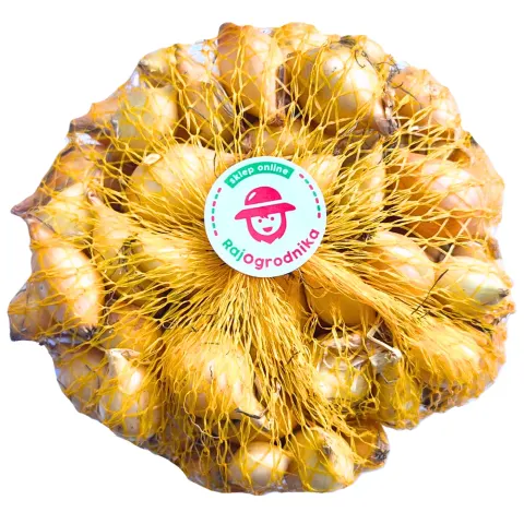 Cebula Dymka Senshyu Yellow ŻÓŁTA Ozima (8-21mm) ozima 250g PL