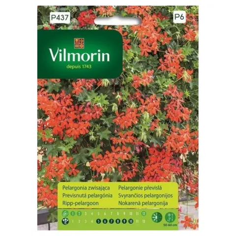 Pelargonia Zwisająca czerwona nasiona 7szt. - VILMORIN