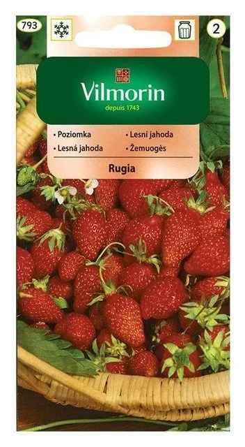 Poziomka Rugia nasiona 0,2g - VILMORIN