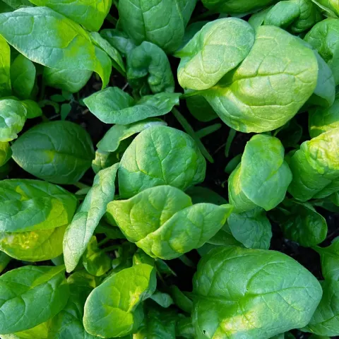 Szpinak Olbrzym Zimowy nasiona 100g - PlantiCo