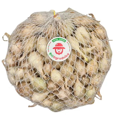 Cebula dymka Alibaba do sadzenia 250g