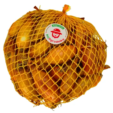 Cebula dymka Sopelek do sadzenia 250g