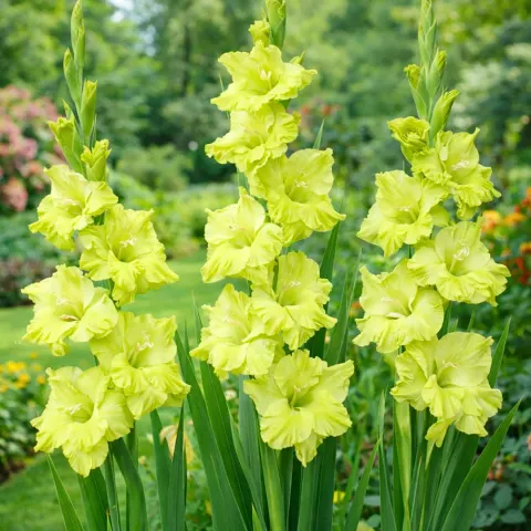 Gladiolus Mieczyk Zielony o dużych kwiatach cebule 5szt.