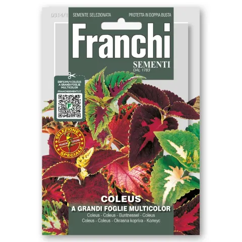 Coleus A Grandi Foglie Multicolor nasiona 0,8g - FRANCHI