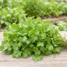 Kolendra tajska Thai Coriander o aromatycznych liściach nasiona 5 g - ReinSaat