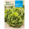 Sałata Maravilla de Verano odmiana o smacznych liściach nasiona 6 g - Rocalba